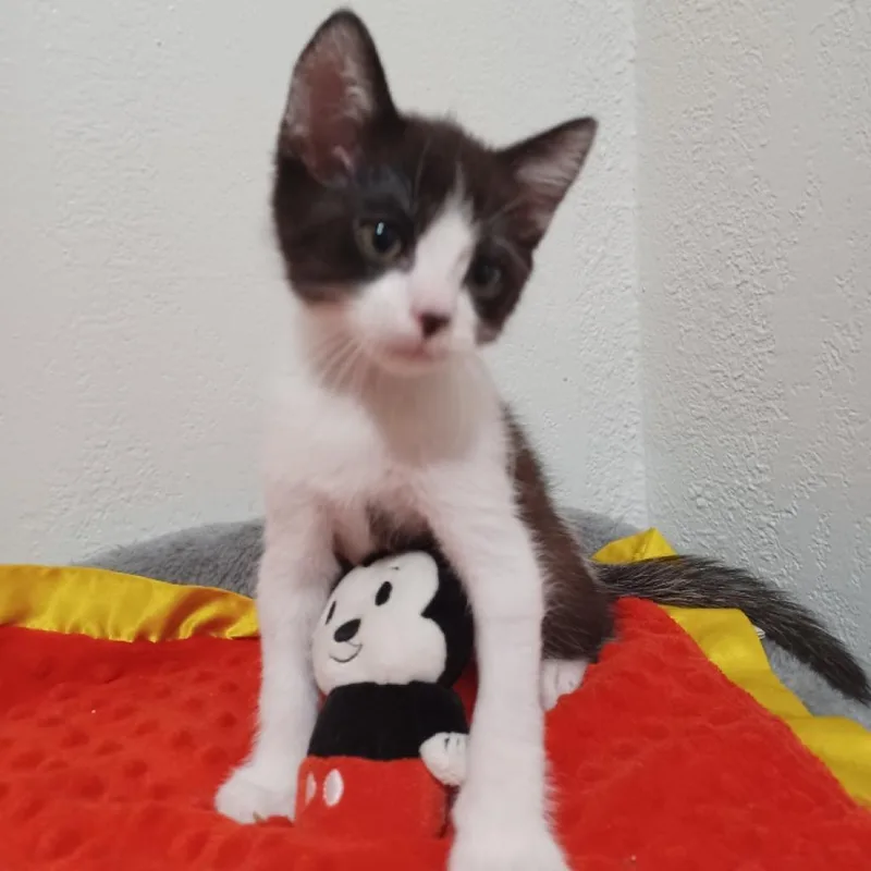 John Belushi thumbnail 3