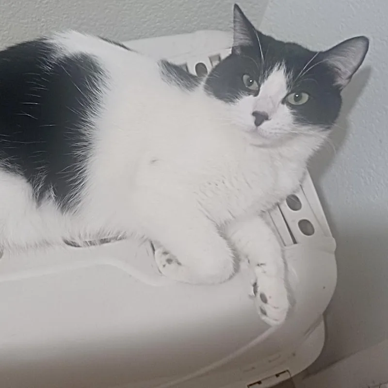 John Belushi thumbnail 5