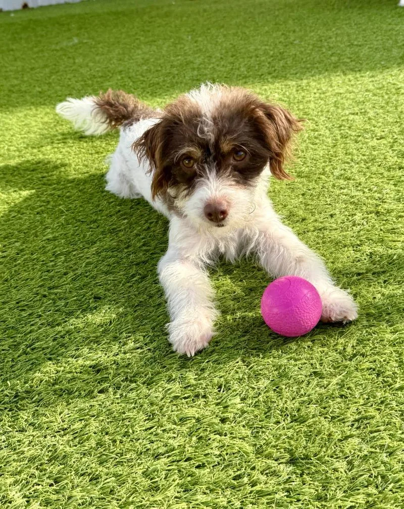 A young small-sized male Standard Poodle dog named Toby for adoption in Little Rock, AR