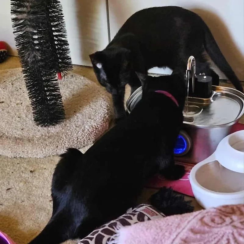A young small-sized female Black Domestic Short Hair cat named Baby "guest" for adoption in Reisterstown, MD