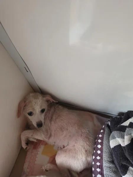 A young small-sized female Chihuahua dog named Guinevere for adoption in Cleveland, TN