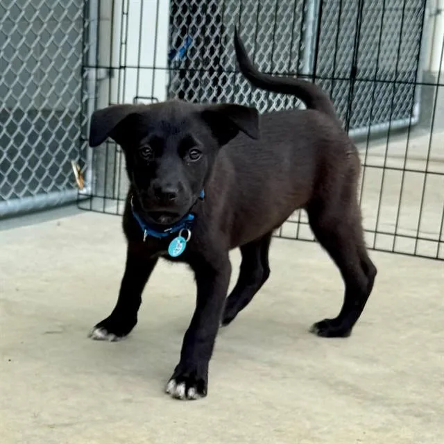 A baby small-sized male Labrador Retriever dog named Carmen for adoption in Leesburg, VA