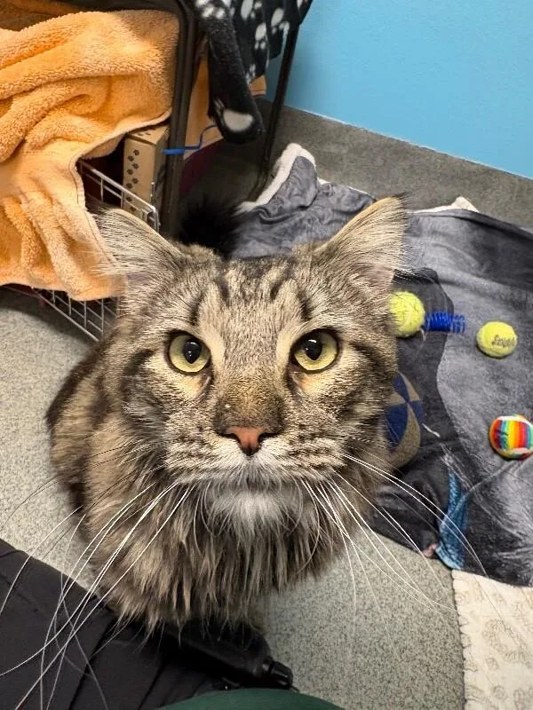 An adult medium-sized male Domestic Long Hair cat named Whisker Biscuit for adoption in Fort Collins, CO
