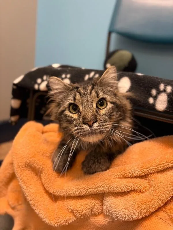 Whisker Biscuit thumbnail 4
