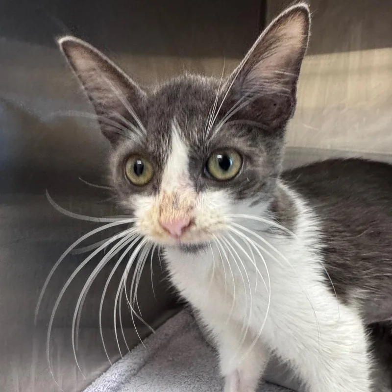 A baby small-sized female Gray / Blue / Silver Domestic Short Hair cat named Headset Harriet for adoption in Austin, TX