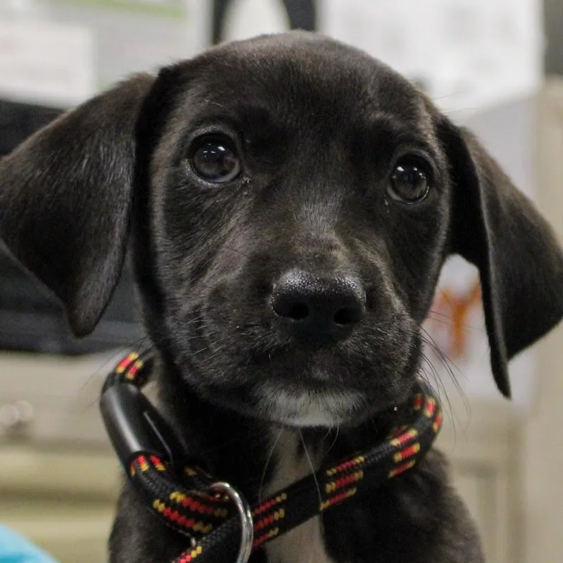 A baby medium-sized male Black Shepherd dog named Trix for adoption in South Elgin, IL
