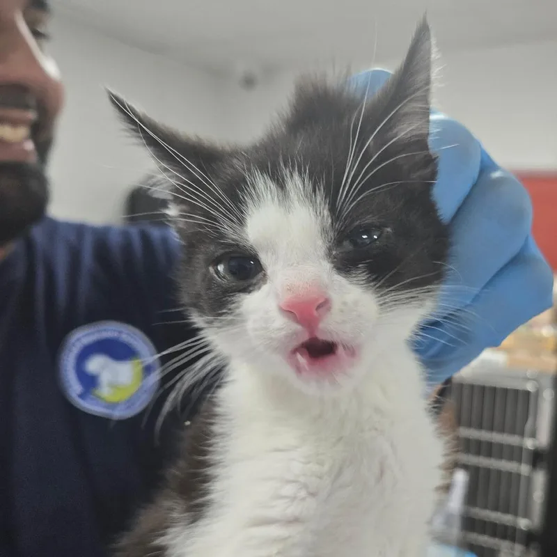 A baby small-sized female Black Domestic Short Hair cat named Waffle Cone for adoption in Newark, NJ