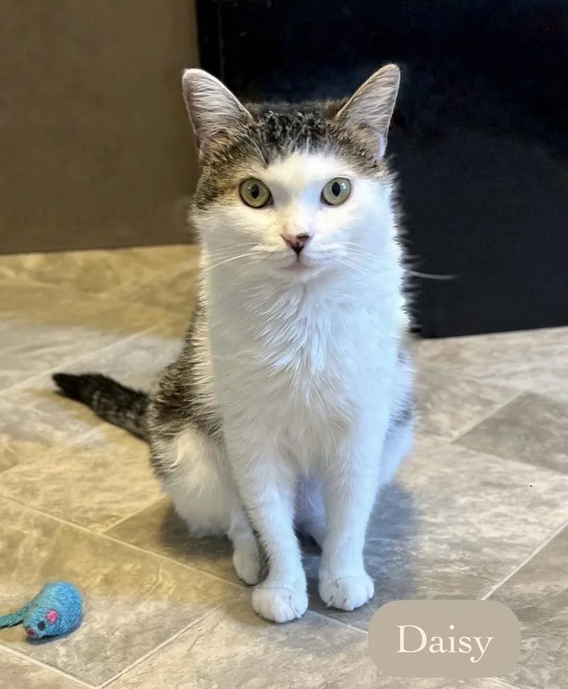 An adult medium-sized female Black & White / Tuxedo Domestic Short Hair cat named Daisy for adoption in Chalfont, PA