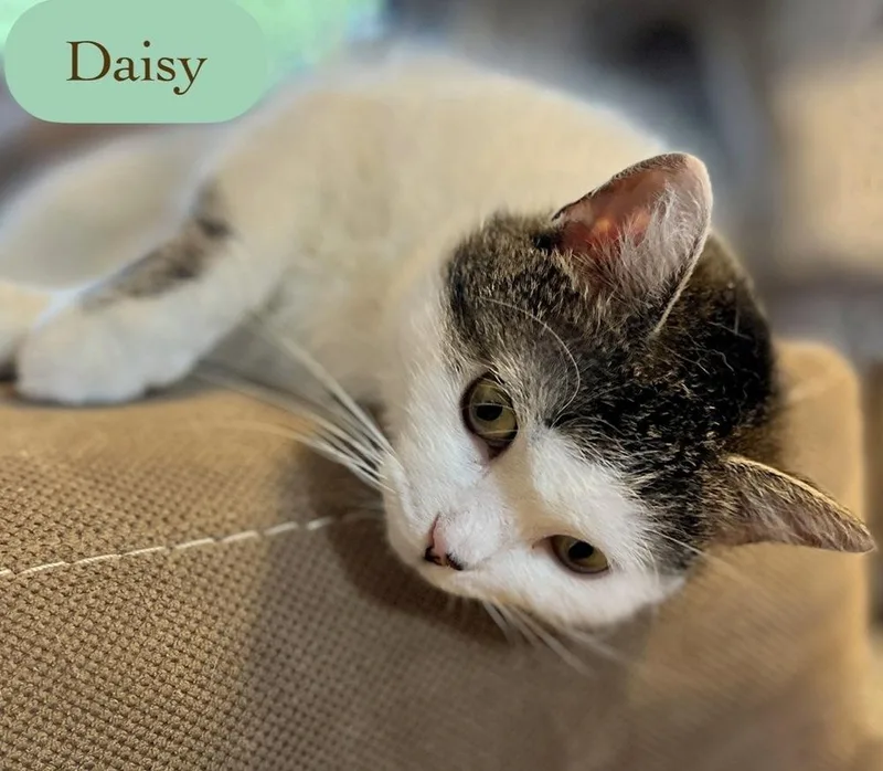 Daisy thumbnail 4