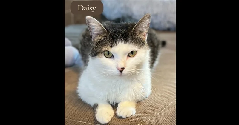 Daisy thumbnail 5