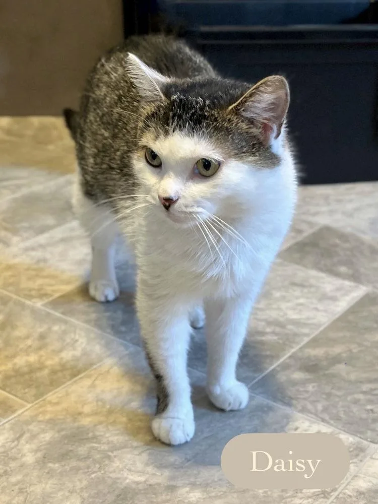 Daisy thumbnail 6