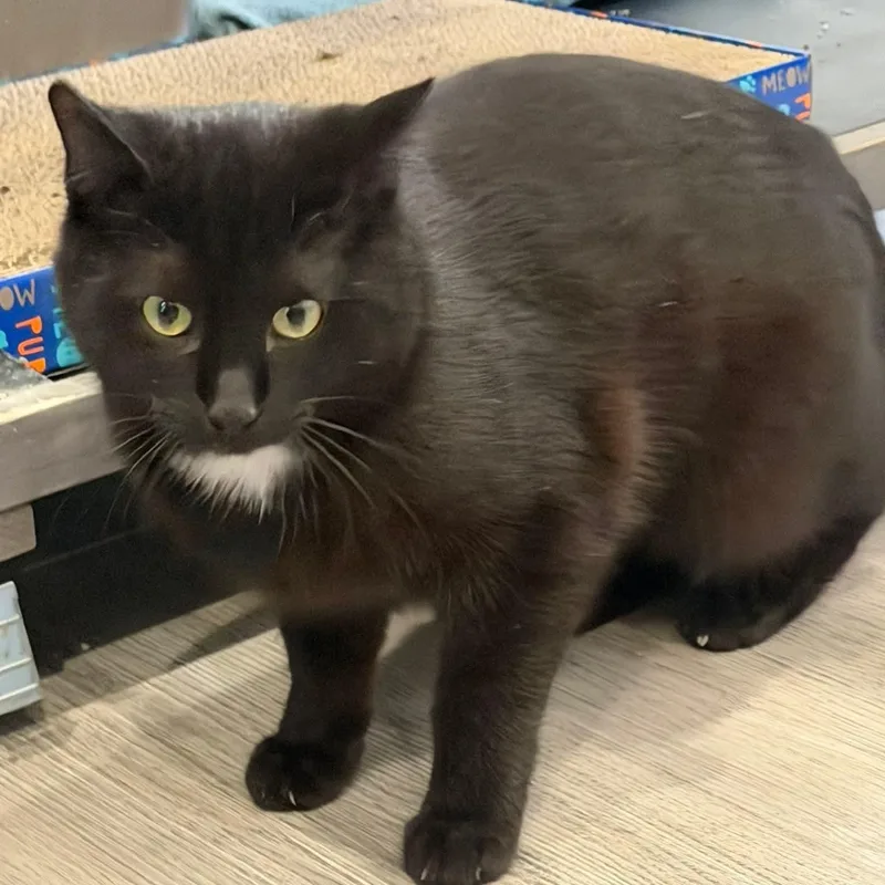 A young medium-sized male Black Domestic Short Hair cat named Lucky for adoption in Washington, PA