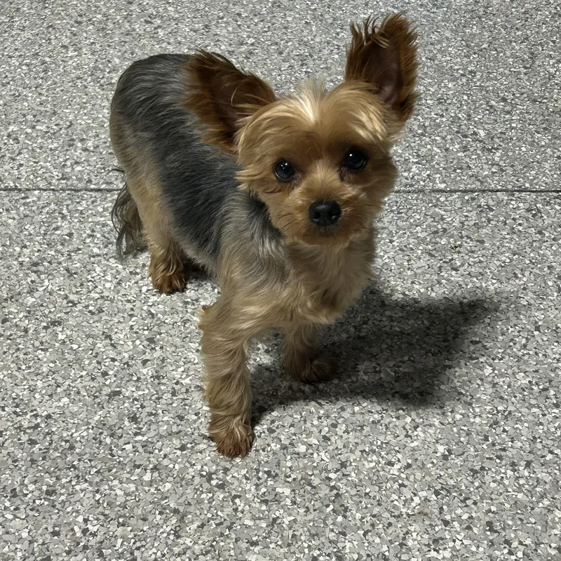 Kelsey. Lbs Friendly