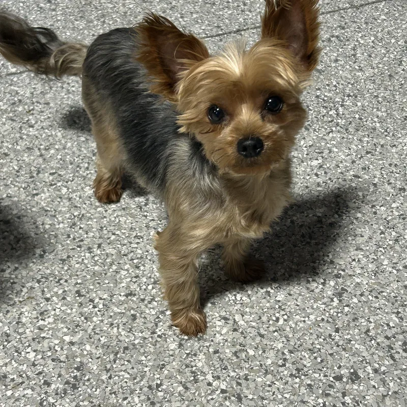 Kelsey.  Lbs Friendly thumbnail 2