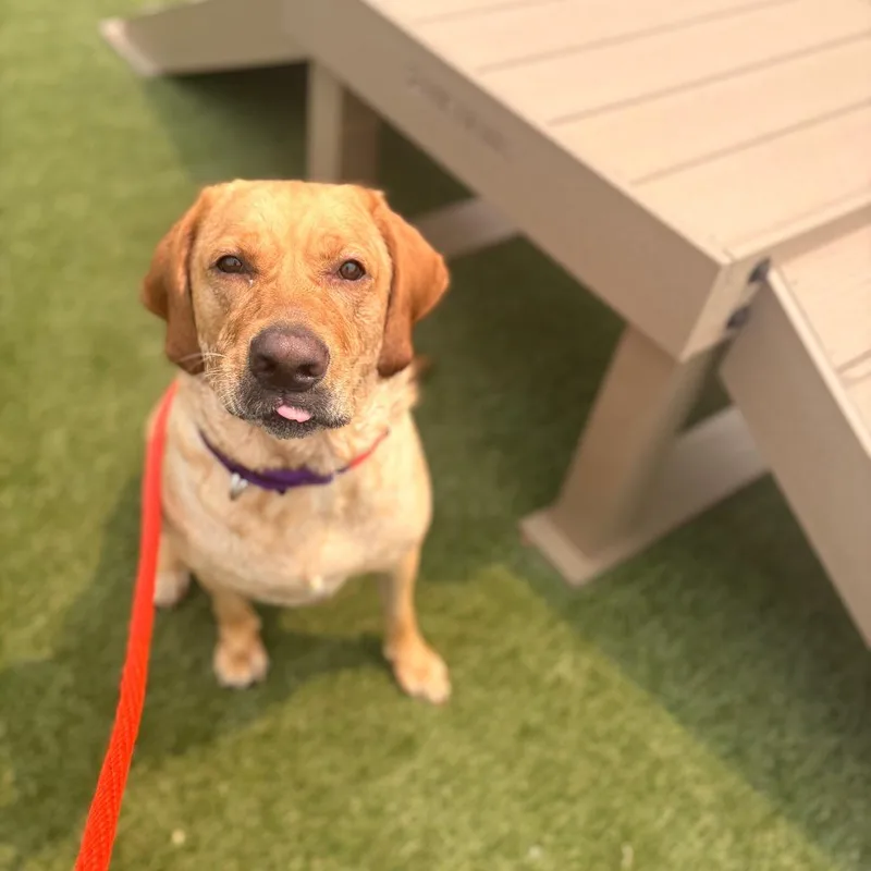 An adult large-sized female Golden Labrador Retriever dog named Lucky Joanna for adoption in West Chester, PA