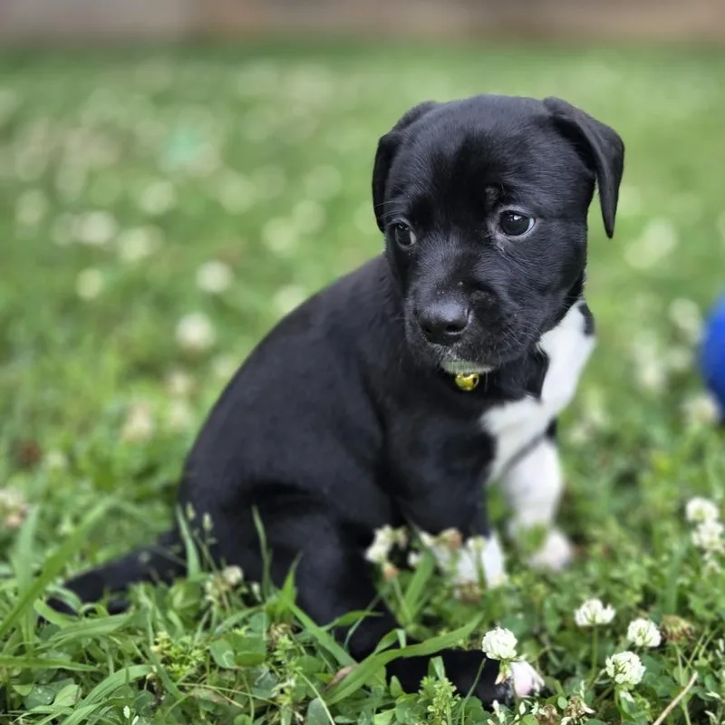 A baby medium-sized male Black Retriever dog named Emmy Dimmy Dom for adoption in Chattanooga, TN