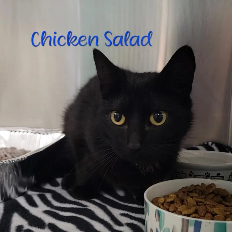 Chicken Salad thumbnail 3