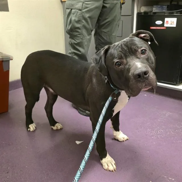 A young large-sized male Pit Bull Terrier dog named Squeak for adoption in Long Beach, CA