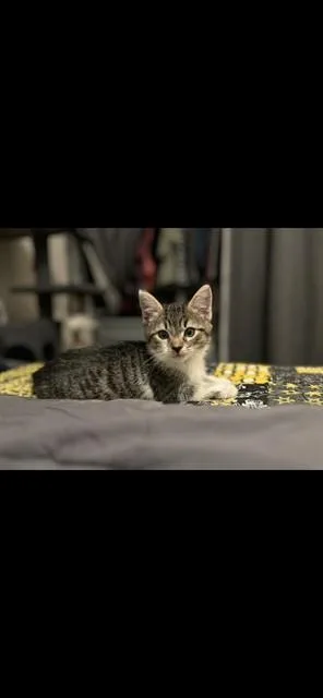 A baby small-sized male Domestic Medium Hair cat named Biscuit for adoption in San Luis Obispo, CA