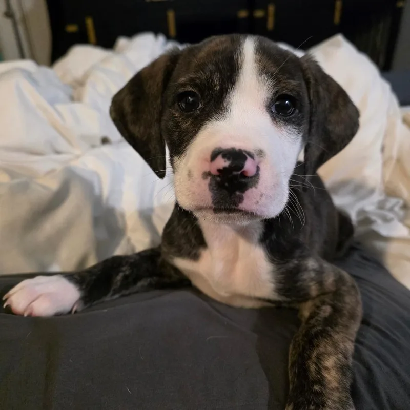A baby large-sized male Boxer dog named Nitro for adoption in Chandler, AZ