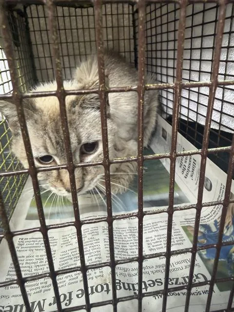 An adult large-sized female Domestic Medium Hair cat named Baby for adoption in San Antonio, TX