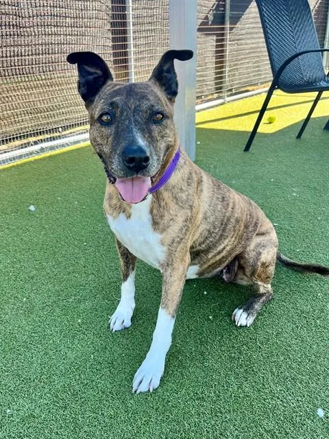 An adult medium-sized female Terrier dog named Daphne for adoption in Naples, FL