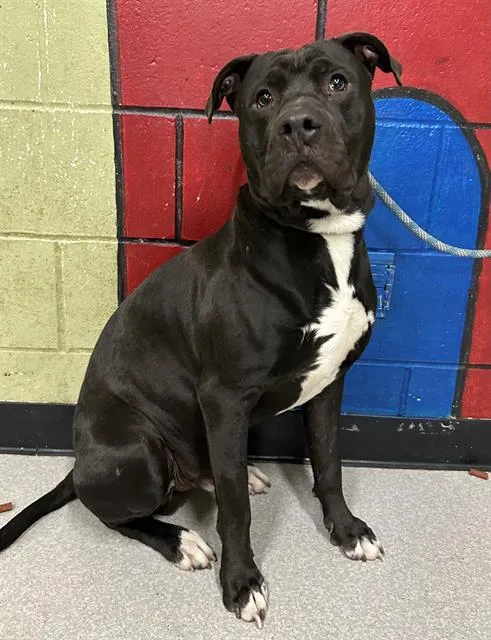 An adult medium-sized male Pit Bull Terrier dog named Peter for adoption in Indianapolis, IN