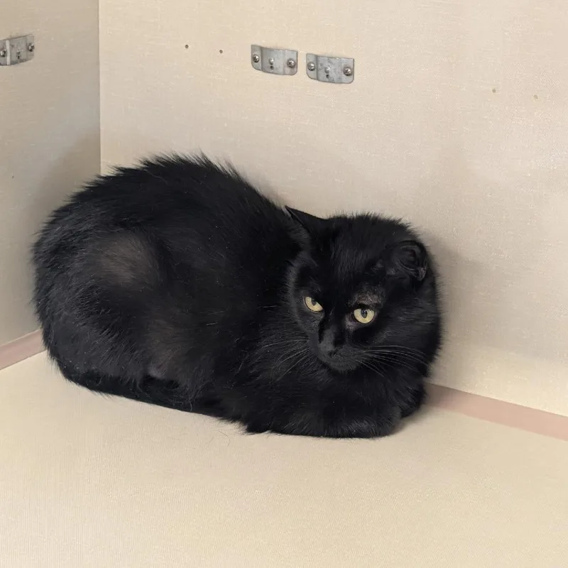 An adult medium-sized female Black Domestic Short Hair cat named Crafty for adoption in St. Paul, MN