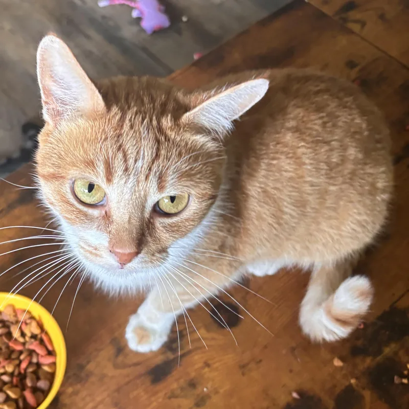 A young medium-sized female Orange & White Domestic Short Hair cat named Lottie for adoption in Kirklin, IN