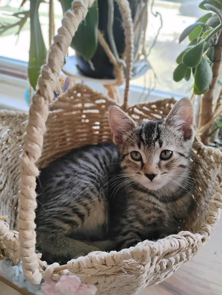 A baby small-sized male Brown / Chocolate Domestic Short Hair cat named Tom Nook for adoption in Oak Park, MI