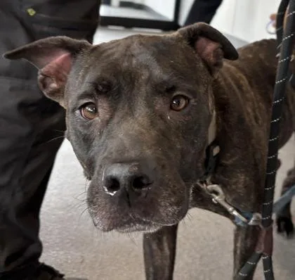 An adult medium-sized female Mixed Breed dog named Mona Lisa for adoption in West Chester, PA