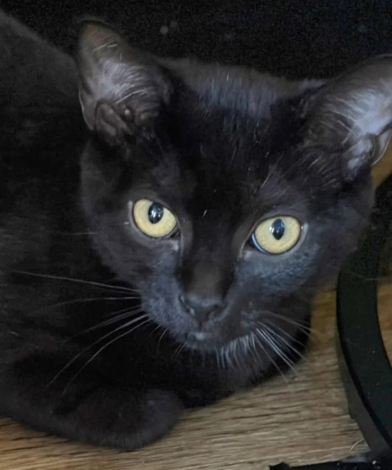 A baby medium-sized male Black Domestic Short Hair cat named Beevis for adoption in Trenton, NJ