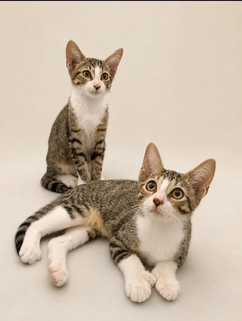 A baby small-sized male Tabby (Brown / Chocolate) Domestic Short Hair cat named Mr. Leo & Mr. for adoption in Boca Raton, FL