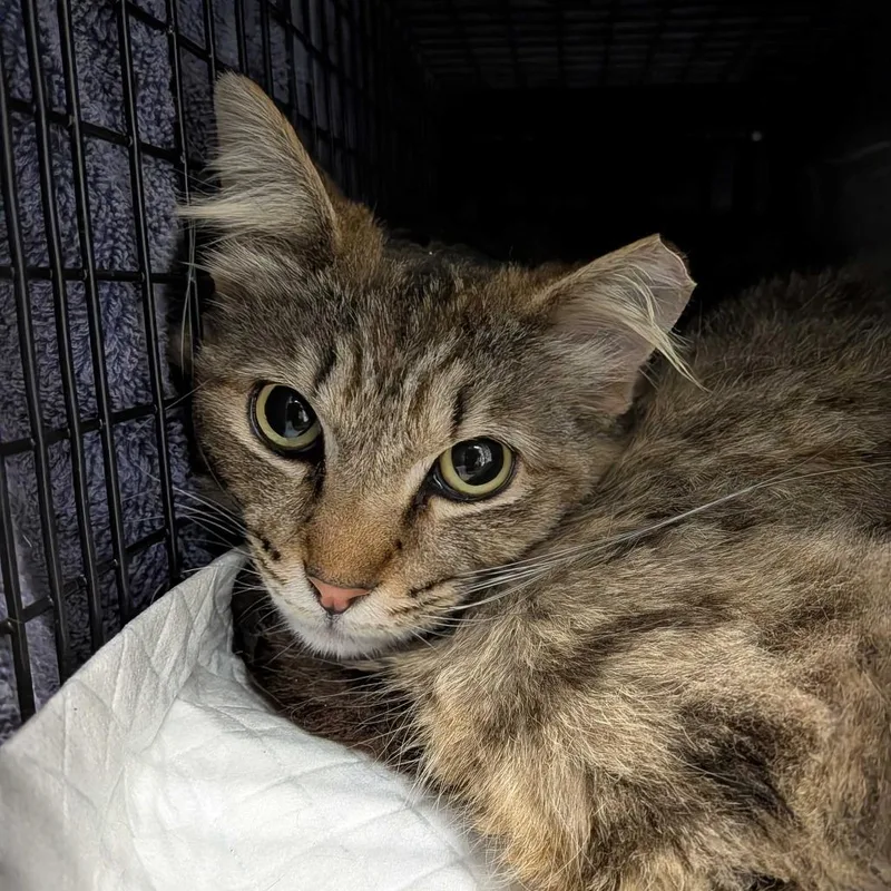 An adult medium-sized male Brown / Chocolate Domestic Medium Hair cat named Raff for adoption in Redwood City, CA