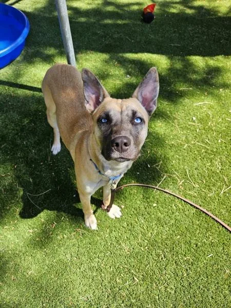 A young medium-sized female German Shepherd Dog dog named Gracie for adoption in Escondido, CA