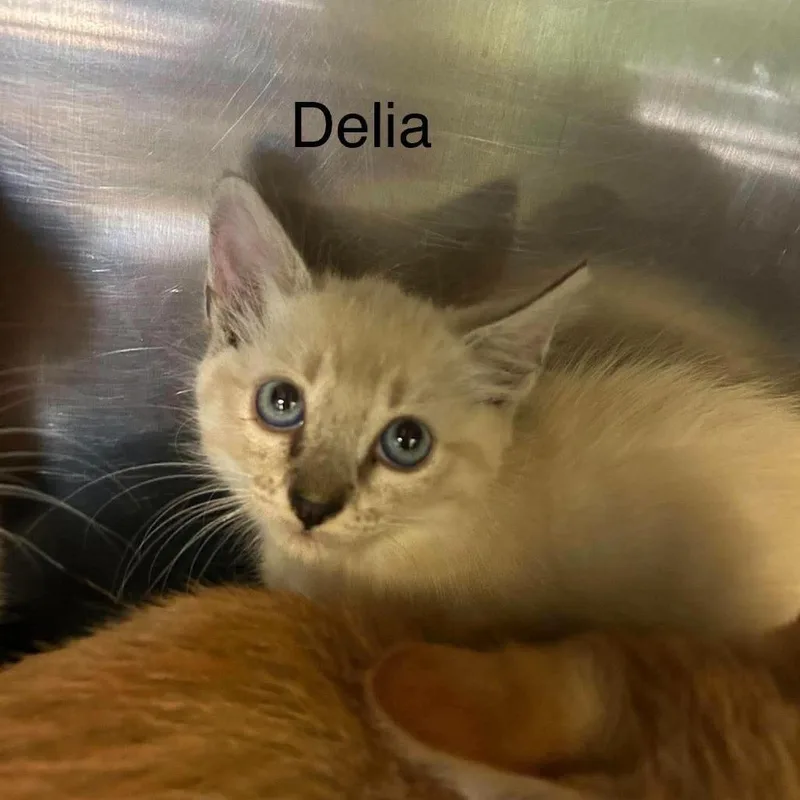 A baby small-sized female Siamese cat named Delia for adoption in Madill, OK