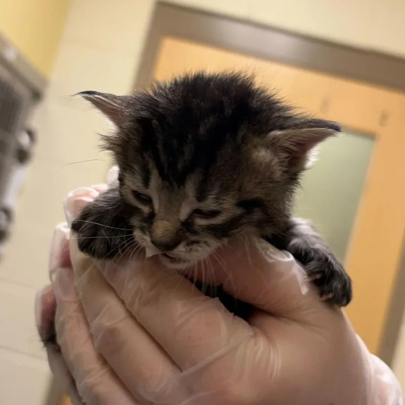 A baby small-sized female Black Domestic Short Hair cat named Santos for adoption in Asheville, NC
