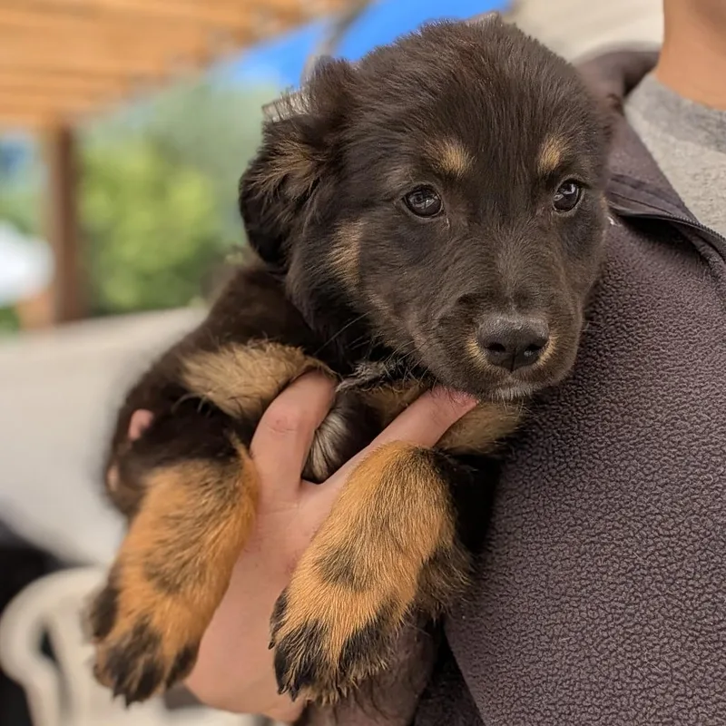A young medium-sized female Bicolor Mixed Breed dog named Fuzzy for adoption in Fenton, MI