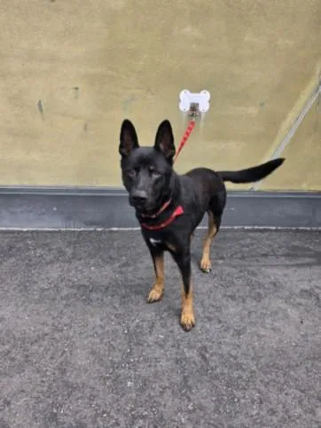 A young large-sized male Mixed Breed dog named Miko for adoption in Los Angeles, CA