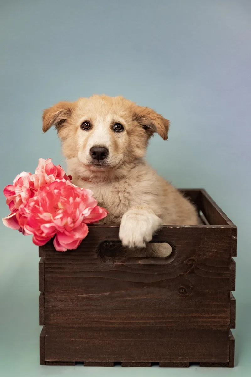 A baby large-sized male Great Pyrenees dog named 603-26 for adoption in Brighton, CO