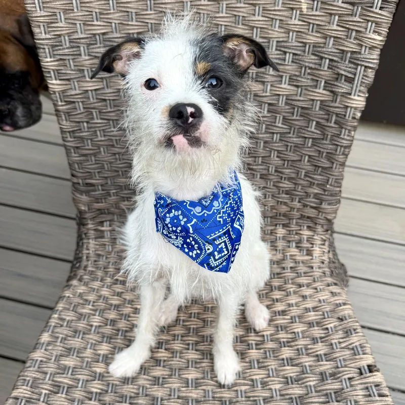 A young small-sized male Tricolor (Brown, Black, & White) Border Terrier dog named Ralph for adoption in Murphysboro, IL