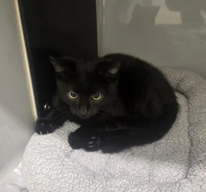 A baby medium-sized male Black Domestic Short Hair cat named Spider for adoption in Phoenixville, PA