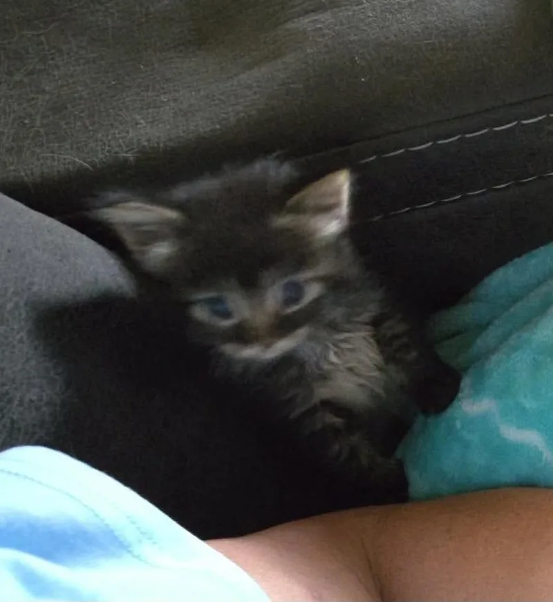 A baby small-sized male Domestic Long Hair cat named Moose for adoption in Ada, OK