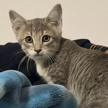 A baby small-sized female Gray / Blue / Silver Domestic Short Hair cat named Phoebe Buffay for adoption in Los Angeles, CA