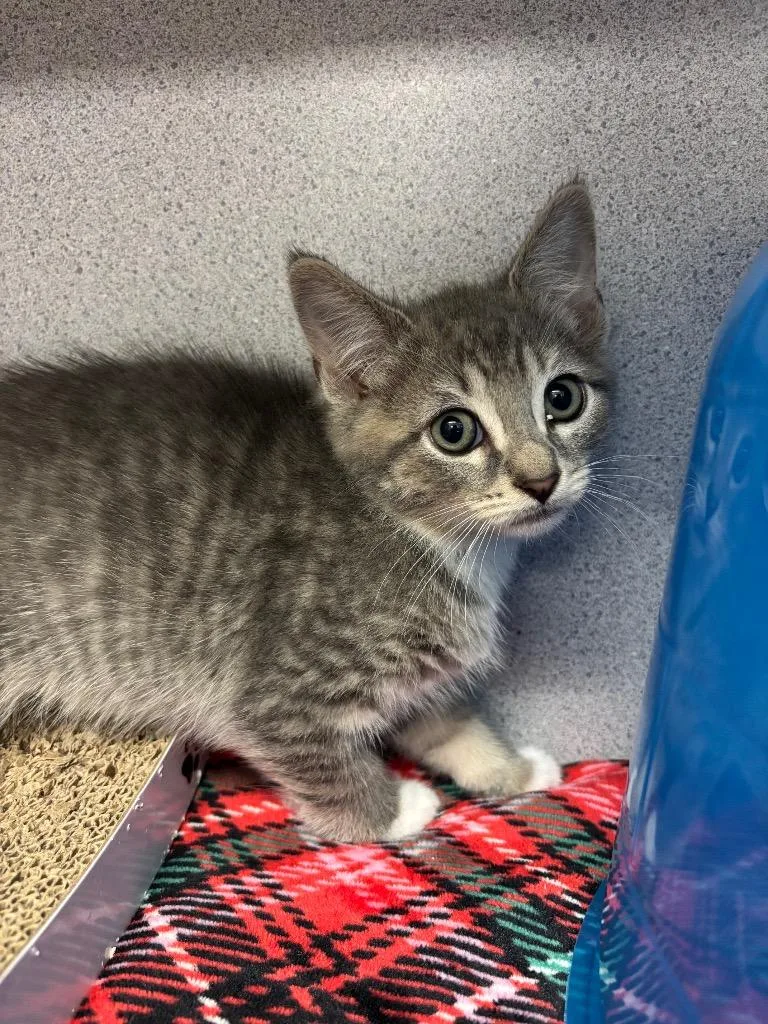 A baby small-sized male Domestic Short Hair cat named Gopher for adoption in Liverpool, NY