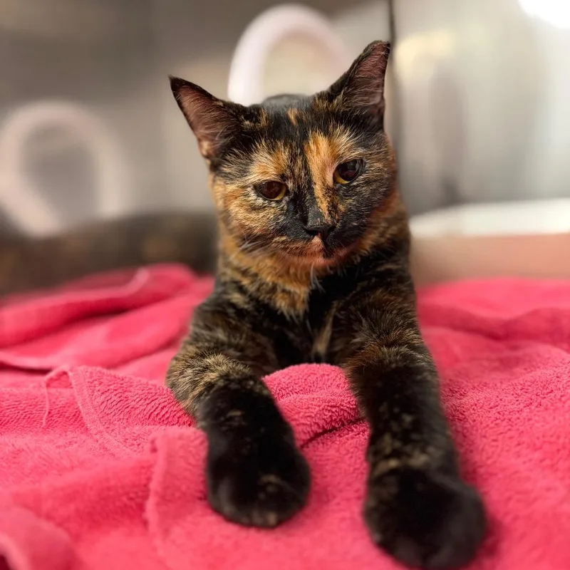 A young small-sized female Tortoiseshell Domestic Short Hair cat named Cheerio for adoption in Perkiomenville, PA