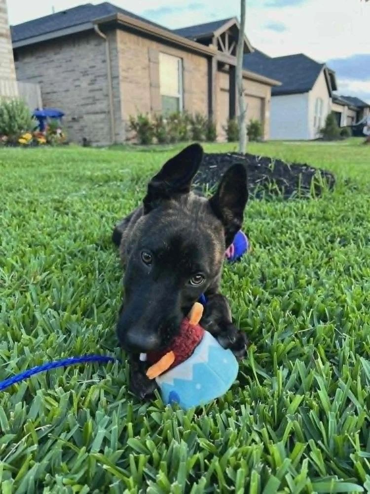 A baby medium-sized female Dutch Shepherd dog named Rita Located In for adoption in Imlay City, MI