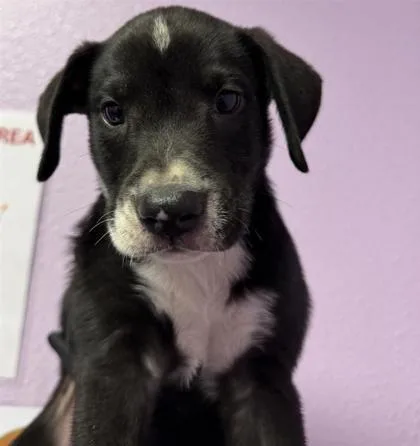 A baby medium-sized male Black Mixed Breed dog named 61570371 for adoption in El Paso, TX