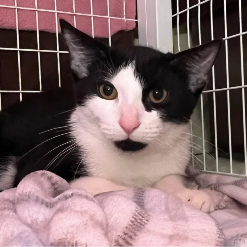 A young medium-sized male Black & White / Tuxedo Domestic Short Hair cat named Doobie for adoption in Blasdell, NY
