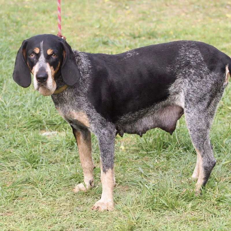 An adult medium-sized female Tricolor (Brown, Black, & White) Bluetick Coonhound dog named Carolina Gold for adoption in Columbia, SC